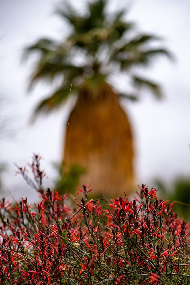 California fuchsia flower