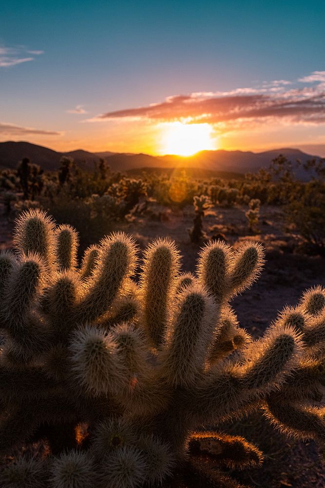 Sunrise over Cholla Cactus Garden