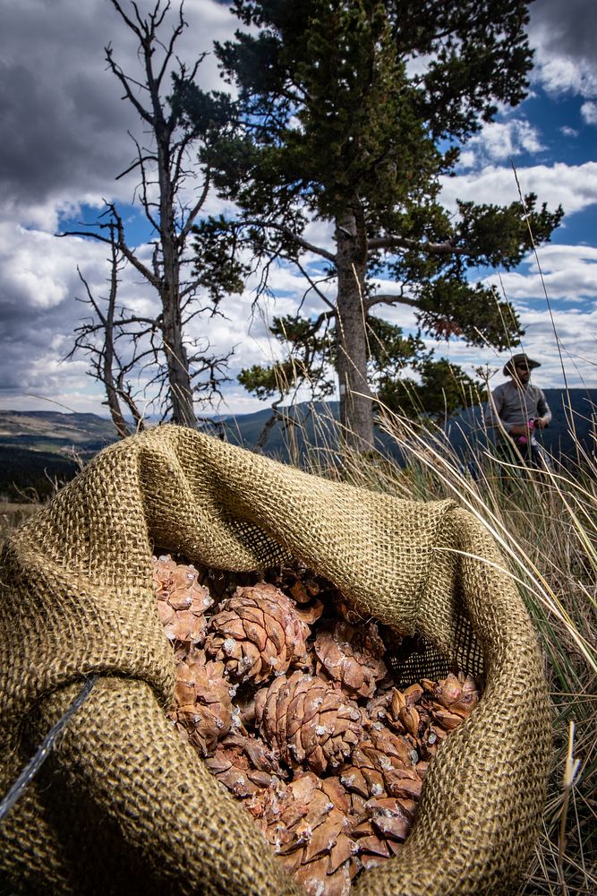 Whitebark Pine Cones in blurlap sack. Original public domain image from Flickr
