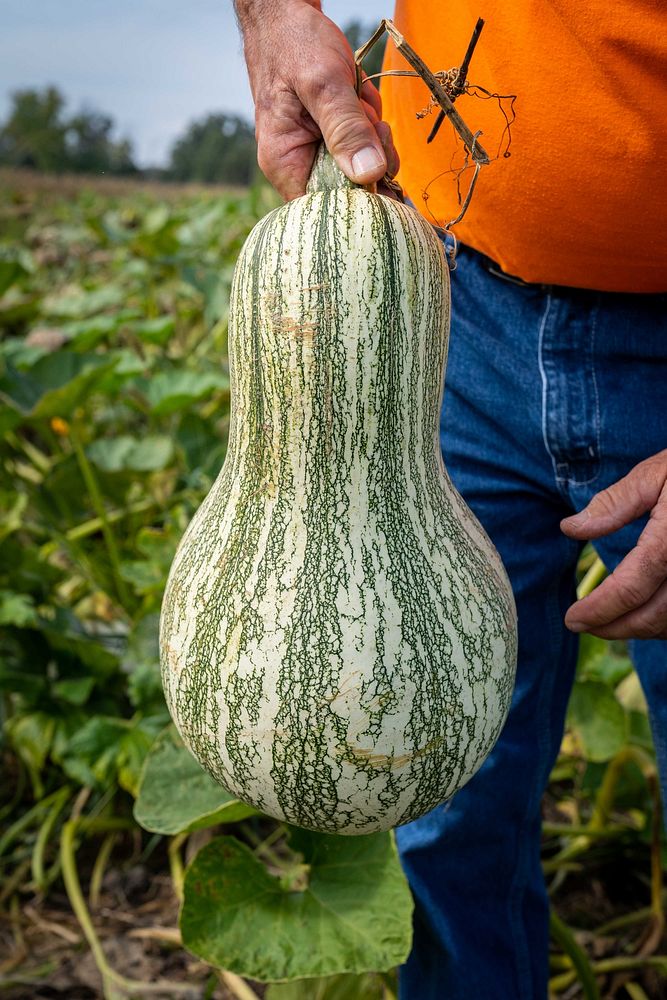 Pumpkin squash, homegrown vegetable. Original public domain image from Flickr