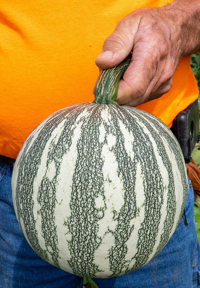 Pumpkin squash, homegrown vegetable. Original public domain image from Flickr