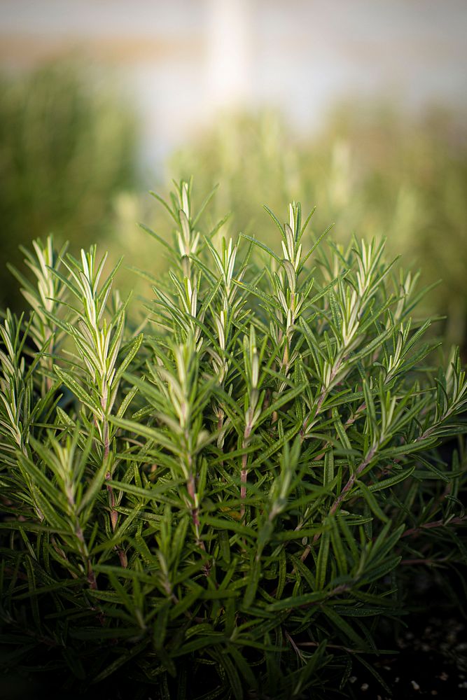 Rosemary shrub, fresh herbs. Original Free Photo rawpixel