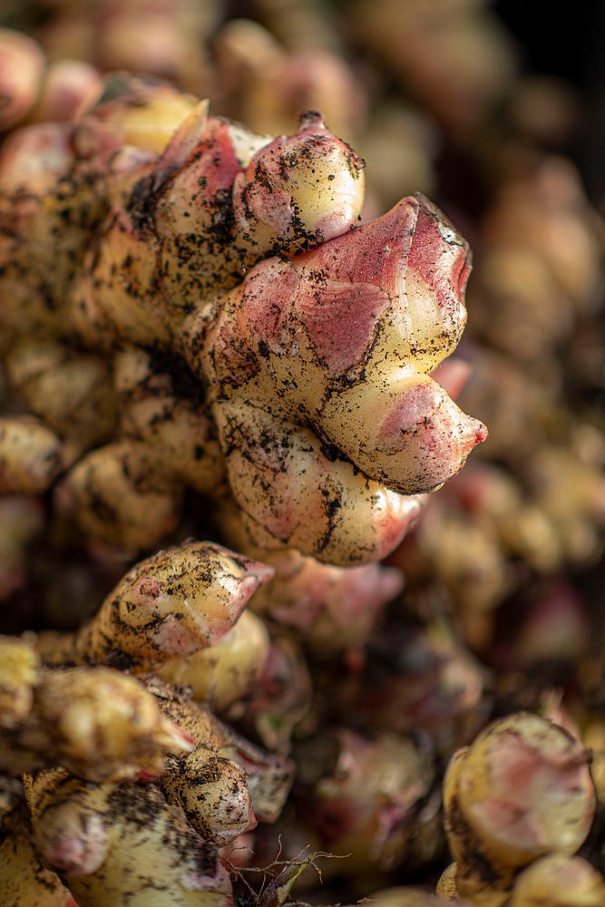 Ginger, closeup shot, herbs & spices. Original public domain image from Flickr