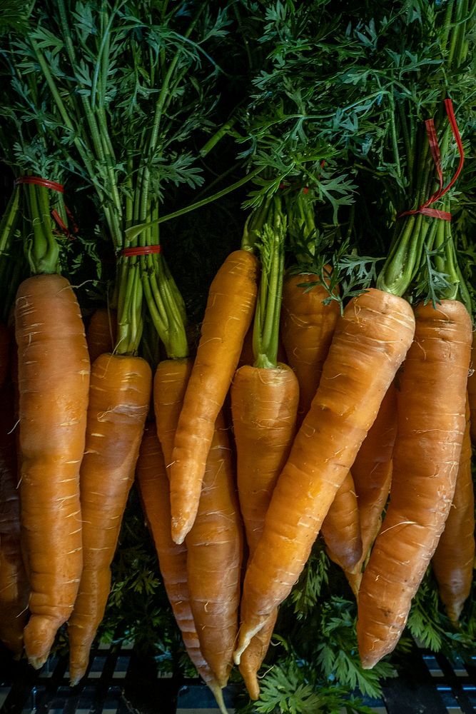 Fresh carrots, farm produce, vegetable. Original public domain image from Flickr