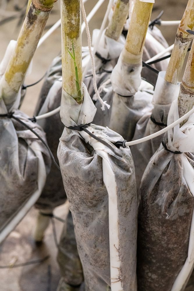 Energy cane in various stages of propagation are wintering in green houses.U.S. Department of Agriculture USDA Agricultural…