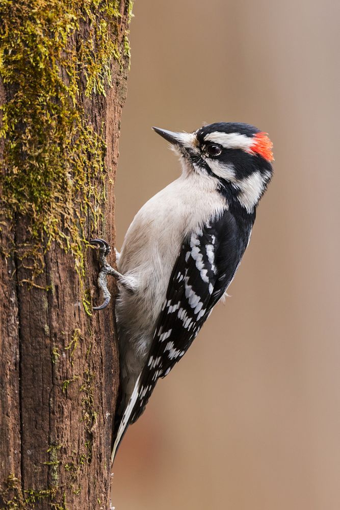 Male Downy Woodpecker. 