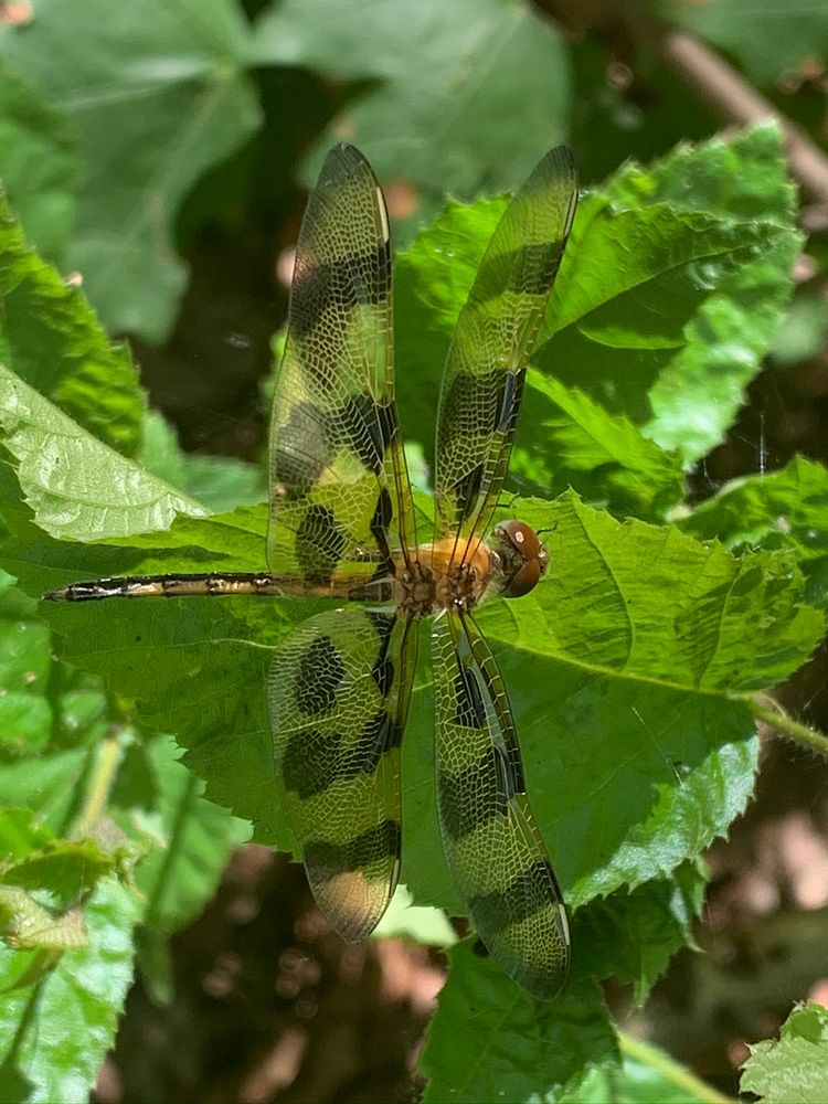 Dragonfly at Hematite Lake in Land Between the Lakes National Recreation Area. Photo taken Summer 2020.