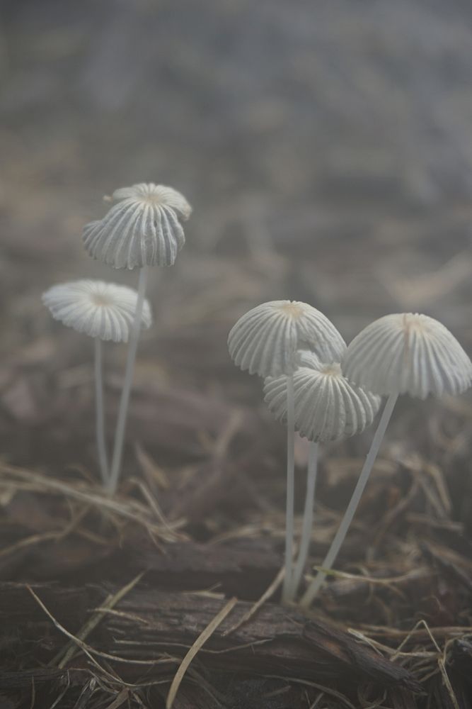 Mushrooms in the FogNPS | K. Stoll