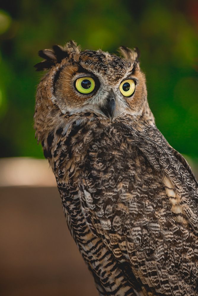 Great Horned Owl.