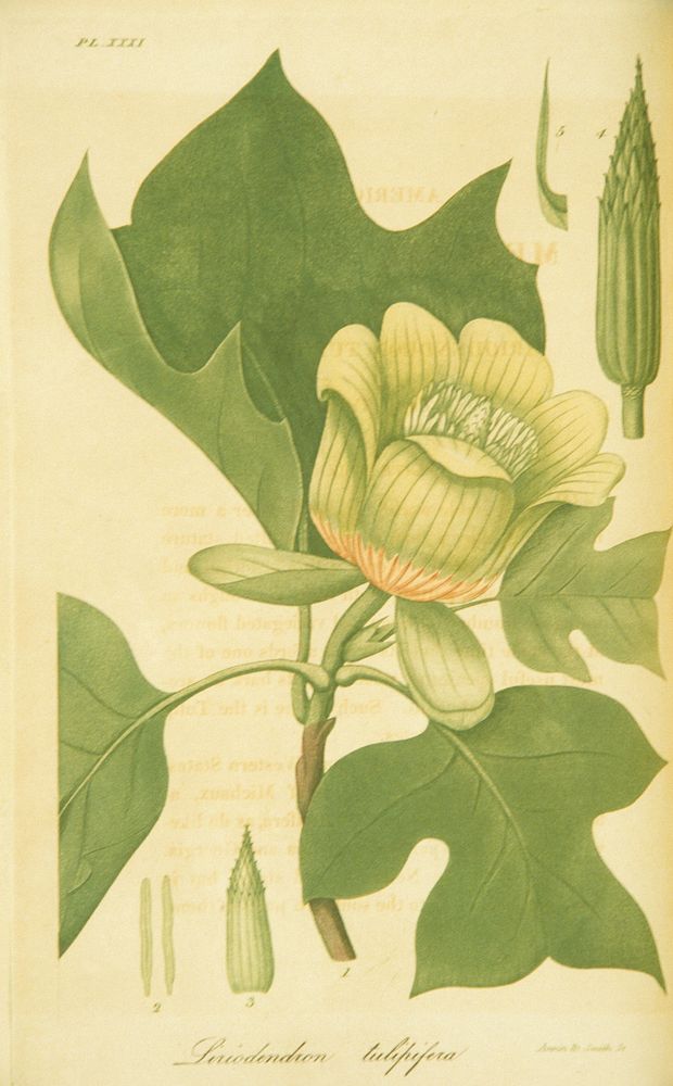 Liriodendron tulipiferaCollection: Images from the History of Medicine (IHM) Author(s): Annin & Smith…