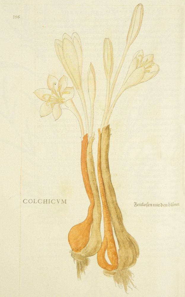 Colchicum =: Zeitlosen mit den BlümenCollection: Images from the History of Medicine (IHM) Alternate Title(s): Zeitlosen…