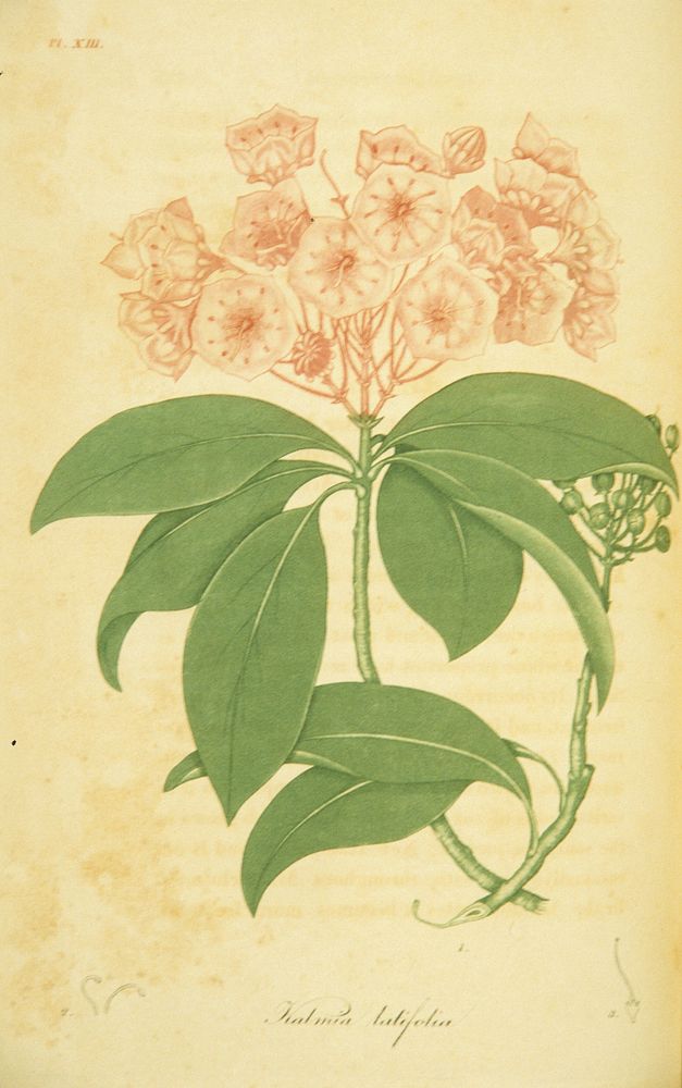 Kalmia latifoliaCollection: Images from the History of Medicine (IHM) Contributor(s): Bigelow, Jacob, 1786-1879 Publication:…