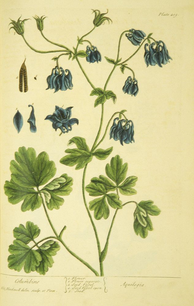 Columbine =: AquilegiaCollection: Images from the History of Medicine (IHM) Alternate Title(s): Aquilegia Author(s):…