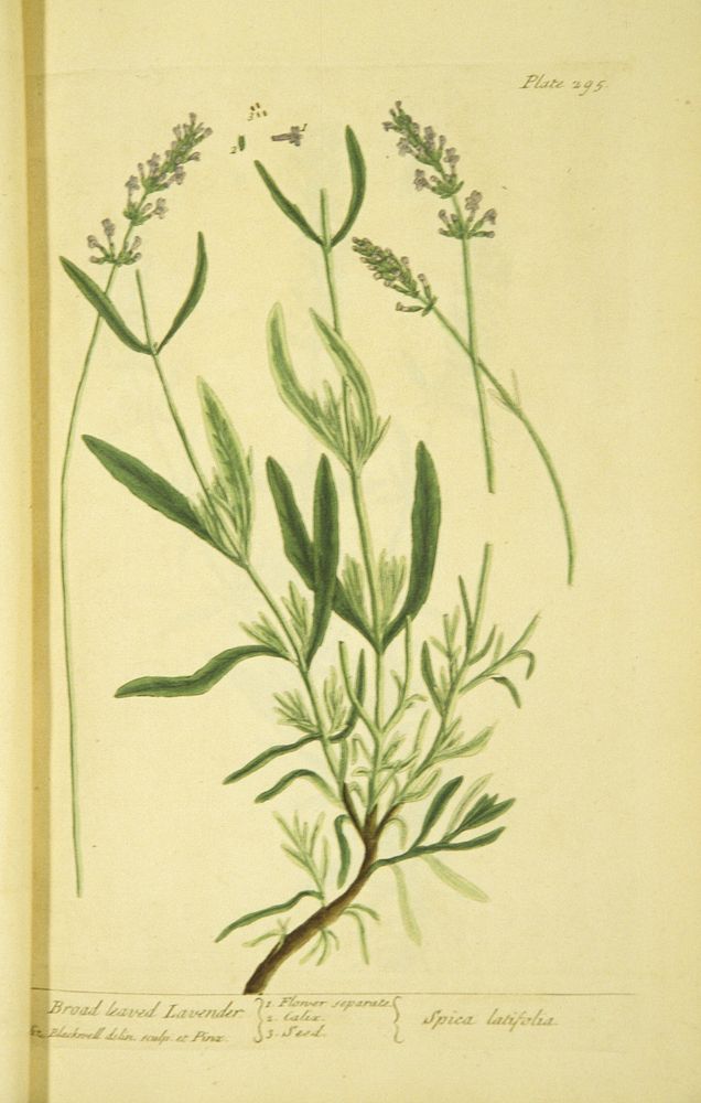 Broad leaved lavender =: Spica latifoliaCollection: Images from the History of Medicine (IHM) Alternate Title(s): Spica…