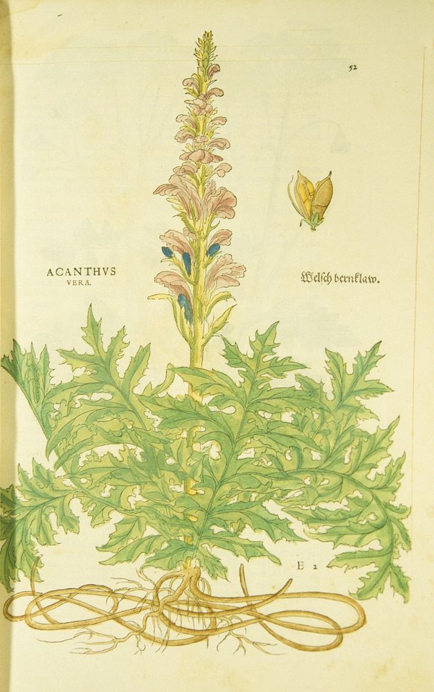 Acanthus uera =: Welsch BernklawCollection: Images from the History of Medicine (IHM) Alternate Title(s): Acanthus vera and…