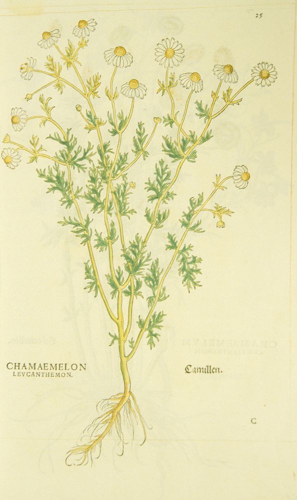 Chamaemelon levcanthemon =: Camillen =: Chamomile PlantCollection: Images from the History of Medicine (IHM) Alternate…