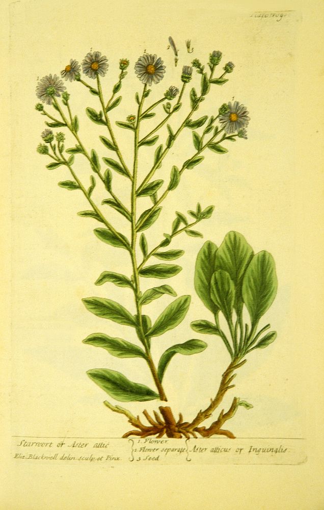 Starwort or Aster attic =: Aster atticus or inguinglisCollection: Images from the History of Medicine (IHM) Alternate…
