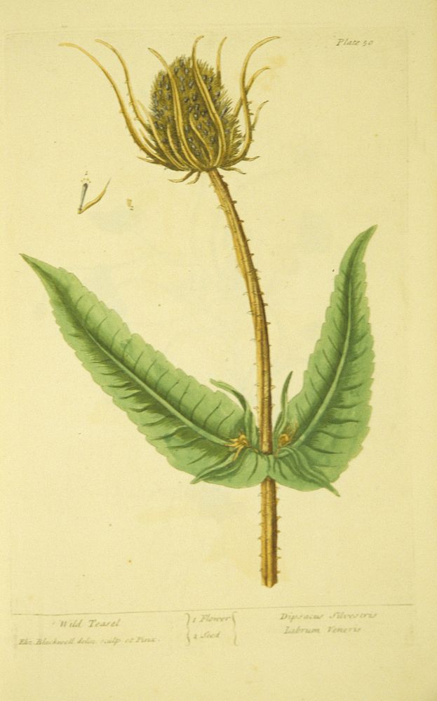 Wild teasel =: Dipsacus silvestris, labrum venerisCollection: Images from the History of Medicine (IHM) Alternate Title(s):…