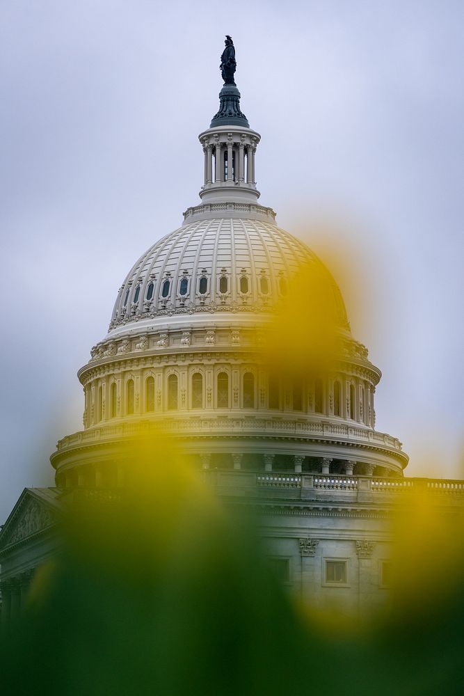 Spring 2022 on the U.S. Capitol CampusTulips at the U.S. Capitol. -----This official Architect of the Capitol photograph is…