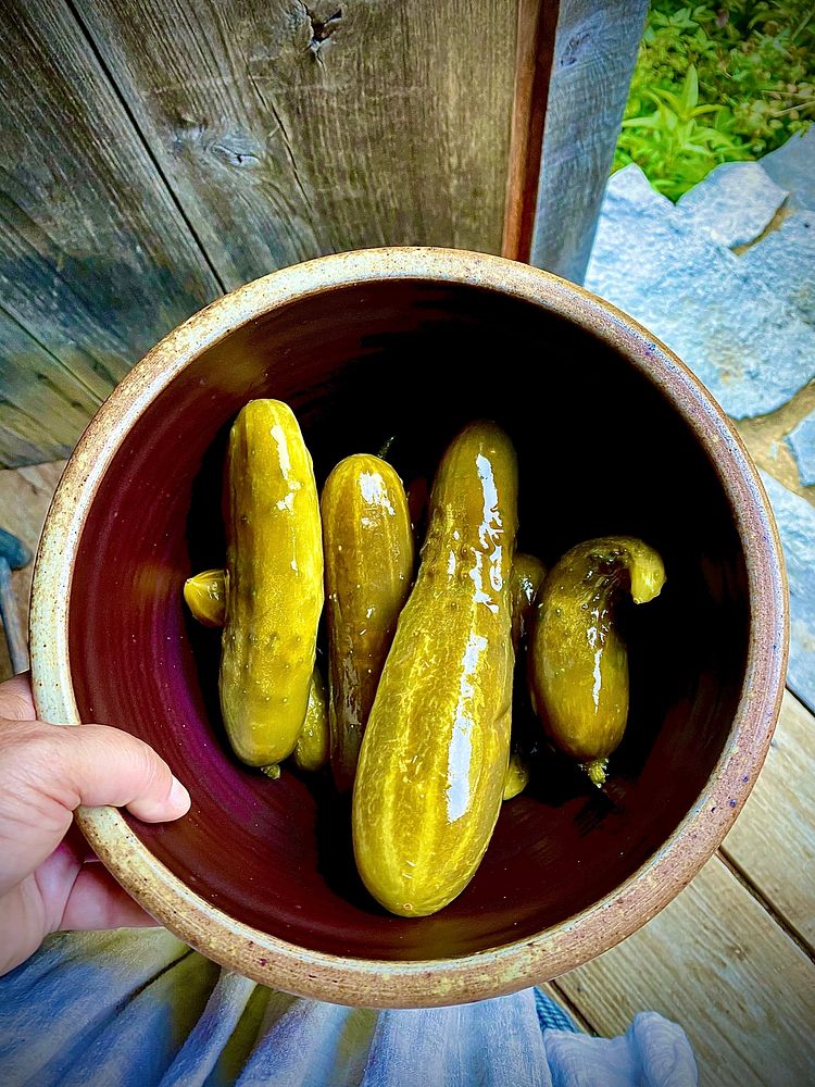 Homemade pickled cucumbers in bowl.
