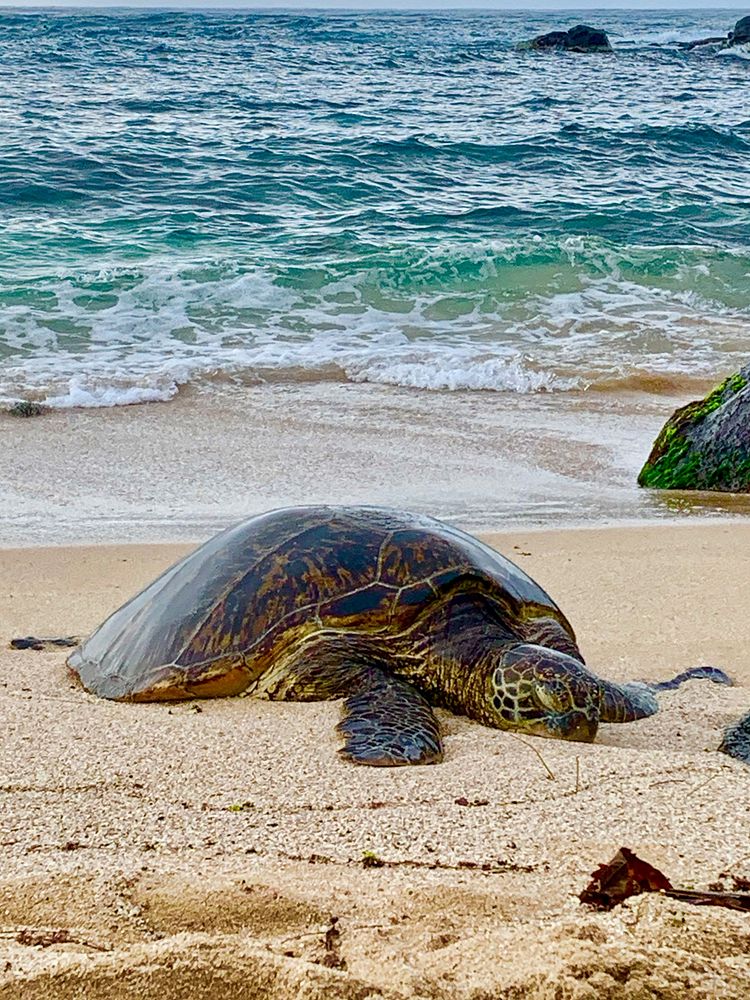 Green Sea Turtle