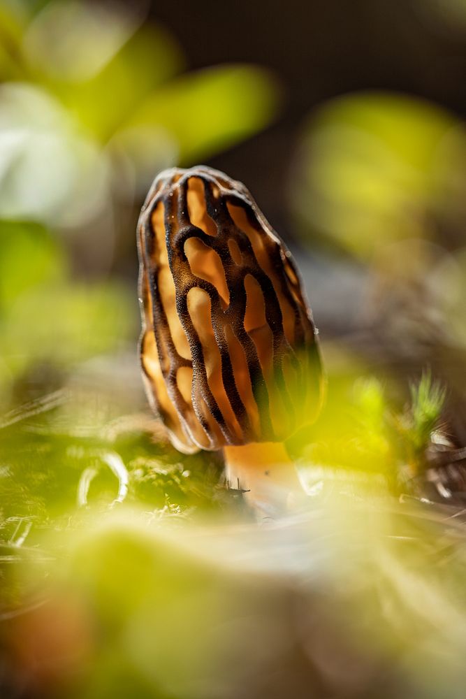 Morel Mushroom (Morchella sp.)