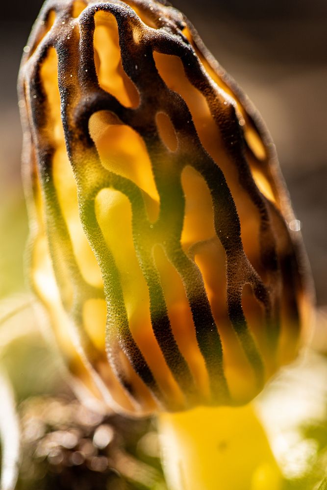 Morel Mushroom (Morchella sp.)