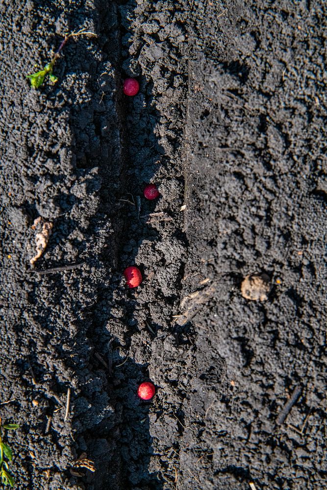 Seeds in a furrow. Original public domain image from Flickr