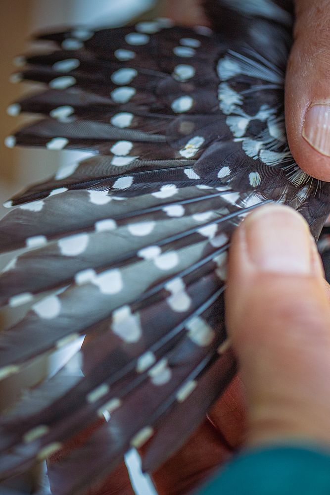 Hairy Woodpecker — Dryobates villosus. Original public domain image from Flickr