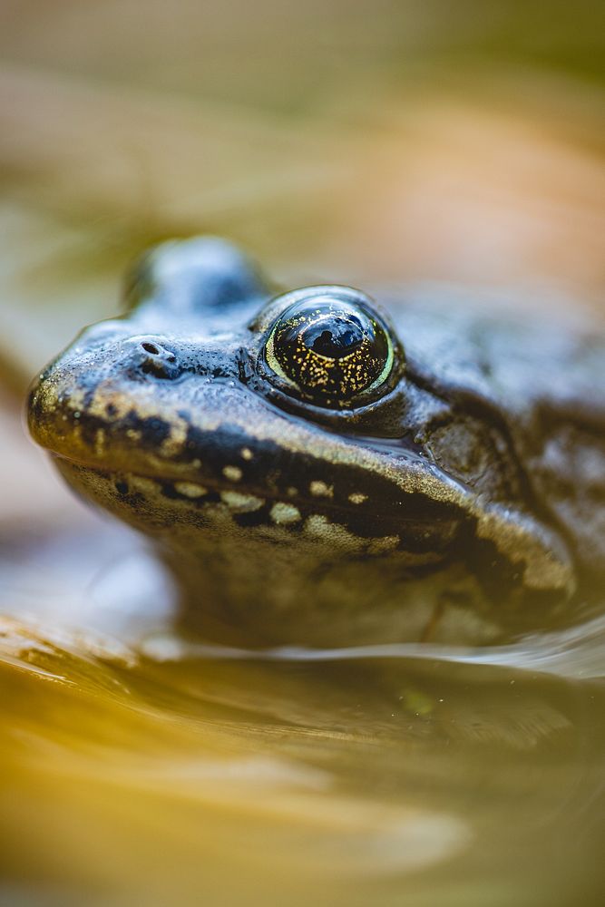 Columbia Spotted Frog sitting in shallow water. Original public domain image from Flickr