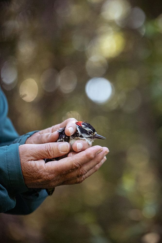 Catching bird, hand holding wildlife. Original public domain image from Flickr