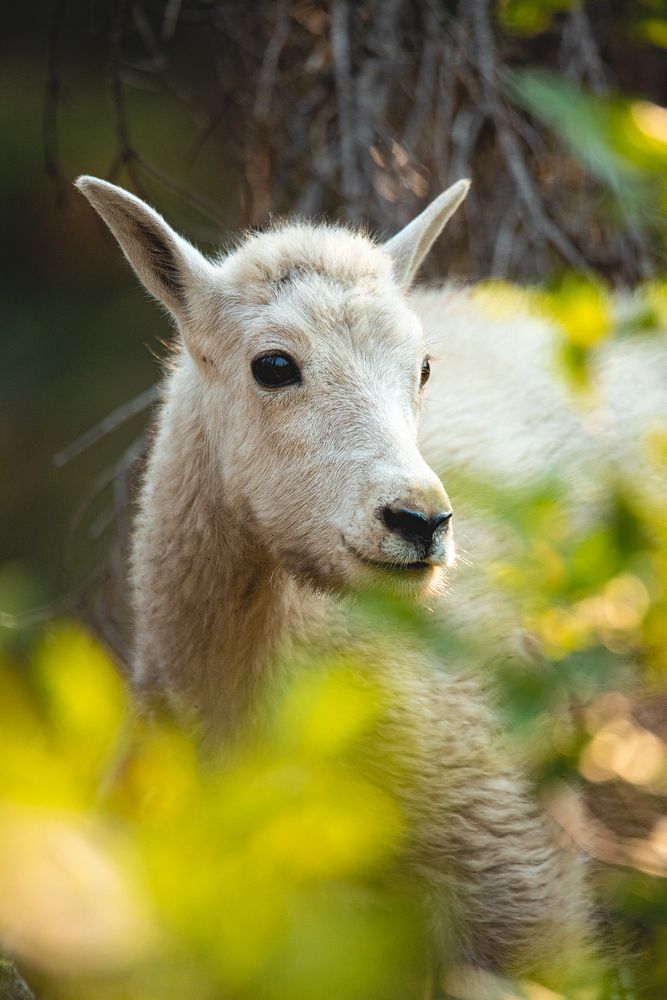 Mountain goat, animal portrait. Original public domain image from Flickr
