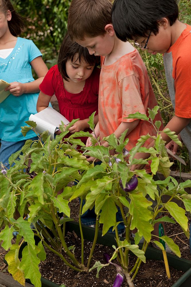 Elementary school children observing vegetables growing in the school garden. Original public domain image from Flickr