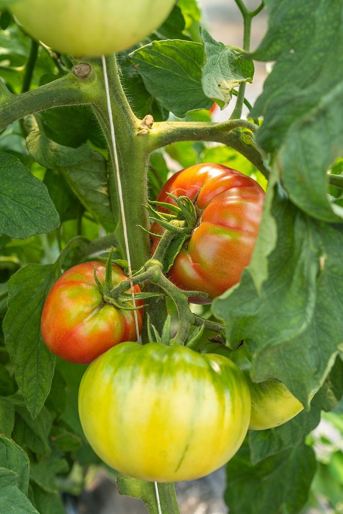 Tomatoes grow at Perkins' Good Earth Farm. Original public domain image from Flickr