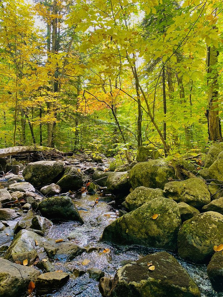 Trees in fall color and creek.