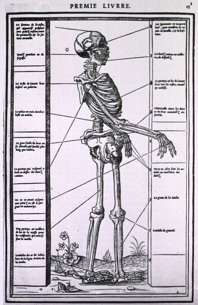 Anatomy of a SkeletonCollection:Images from the History of Medicine (IHM) Author(s):Estienne, Charles, 1504-approximately…