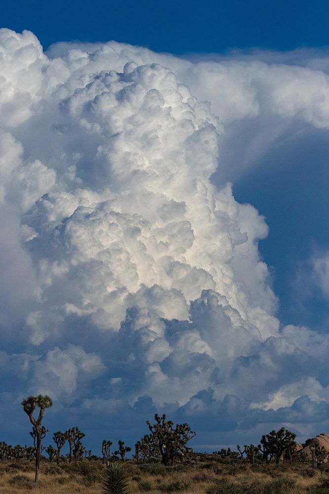 Large white clouds loom over a desert landscape of Joshua Trees and boulders.