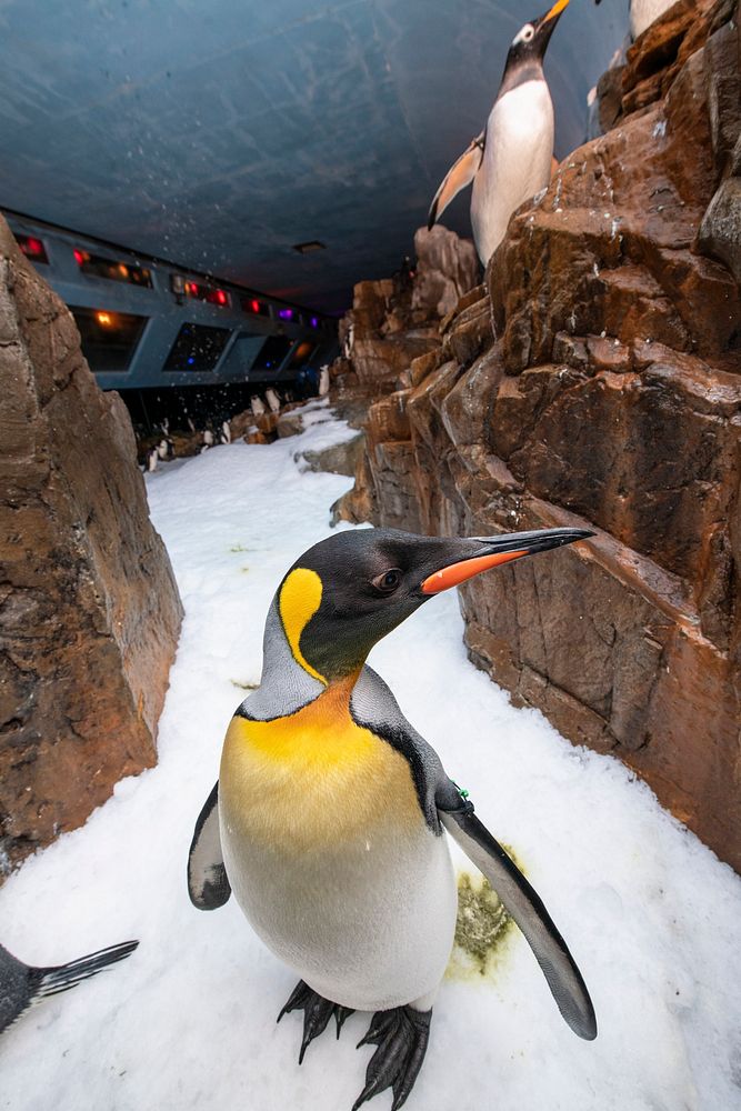 Penguins in zoo.