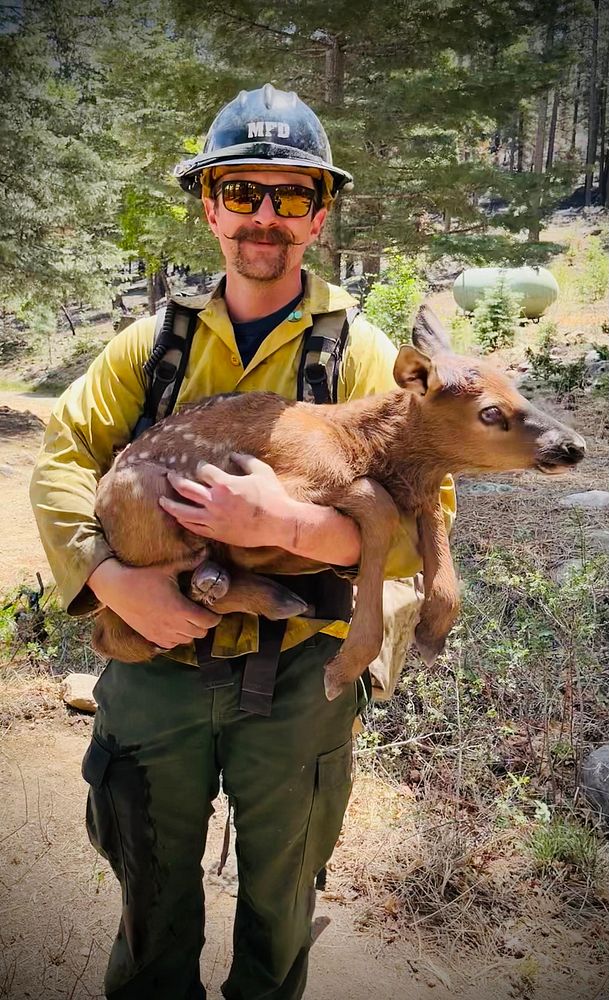 Elk Calf and FirefighterFirefighter carries a lone elk calf rescued from a severely burned area. Hermit's Peak-Calf Canyon…