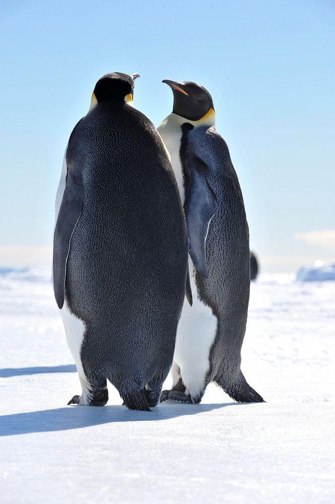 Penguin couple, Arctic animals. Original public domain image from Flickr