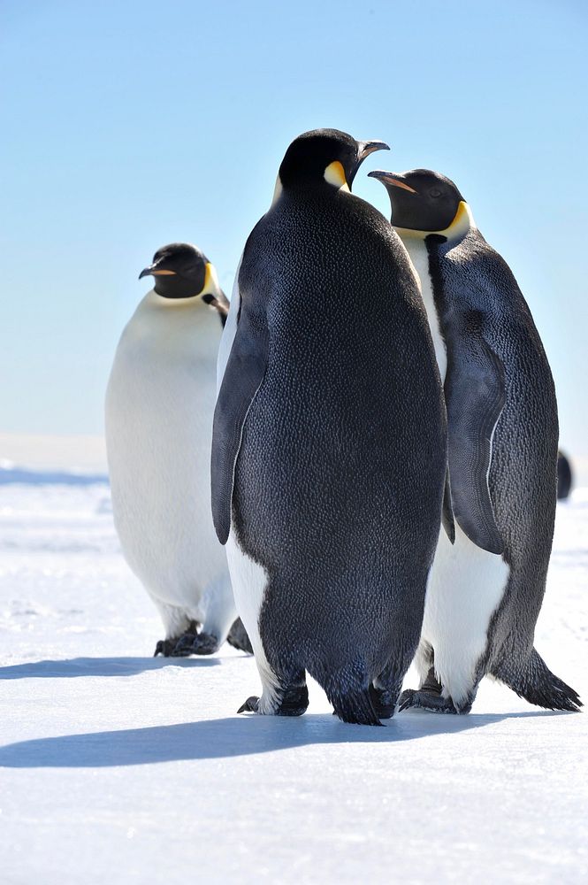 Emperor penguins, Arctic wildlife. Original public domain image from Flickr