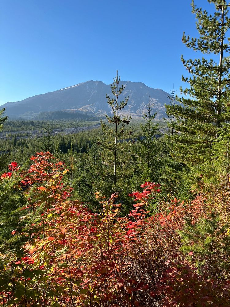 Gifford Pinchot National Forest Free Photo rawpixel