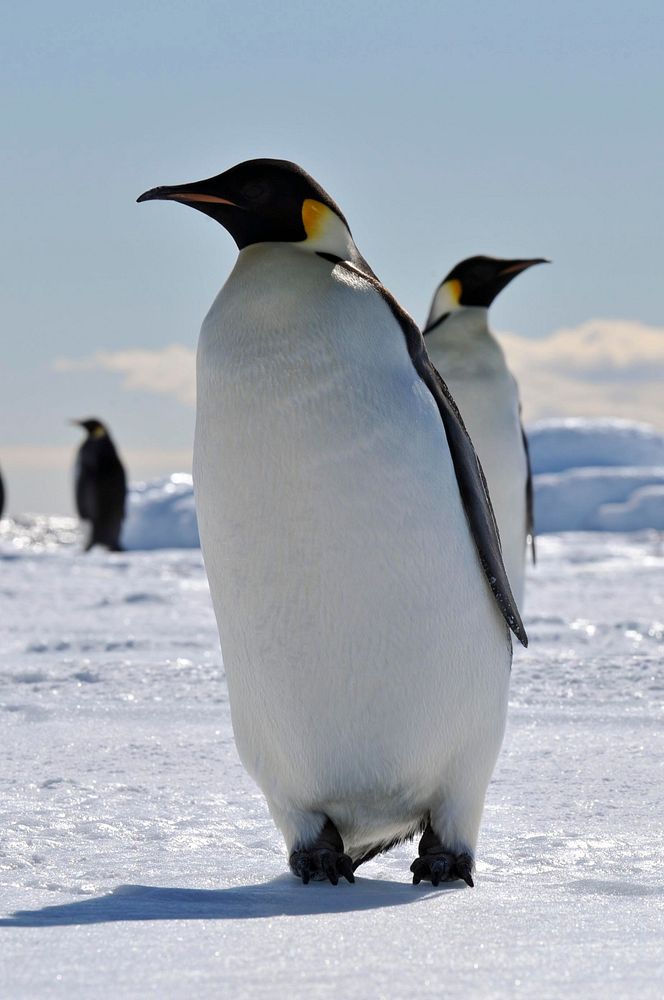 Arctic penguins, wildlife. Original public domain image from Flickr