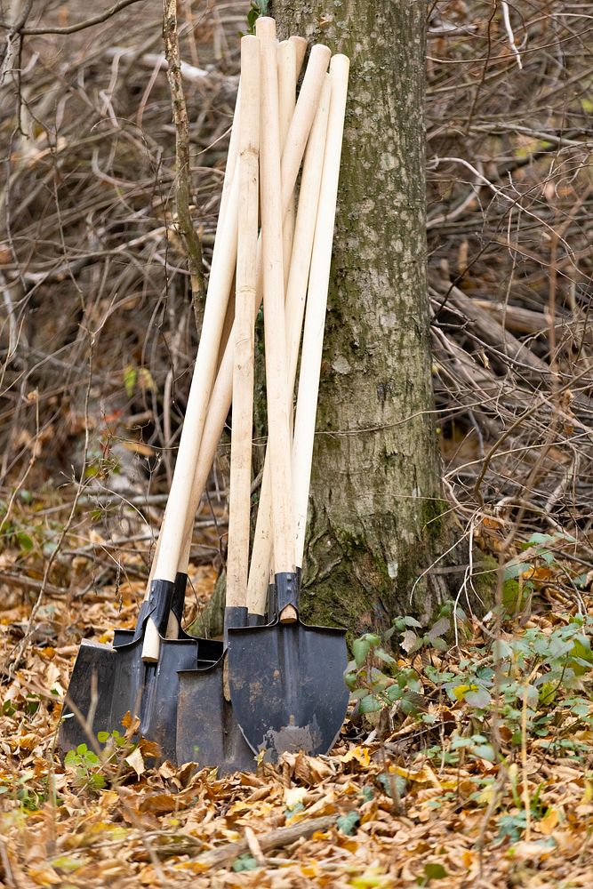 Wood handle shovels, garden tool.