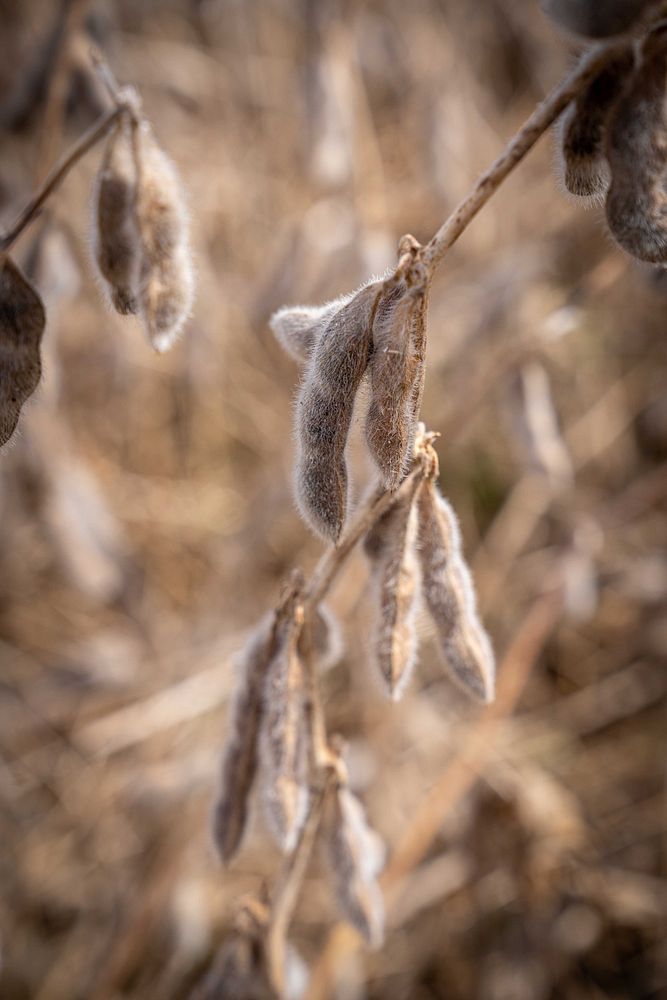 Mike Starkey Soybean HarvestSoybeans grow through corn residue from the previous season on Mike Starkey’s no-till farm in…