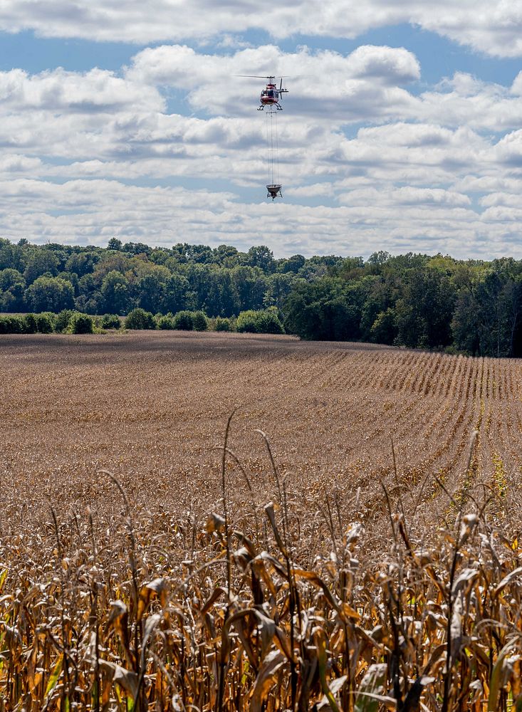 Scully farm cover crop seedingCover crops are aerially seeded over corn at Scully Family Farms in Spencer, Indiana Sept. 29…
