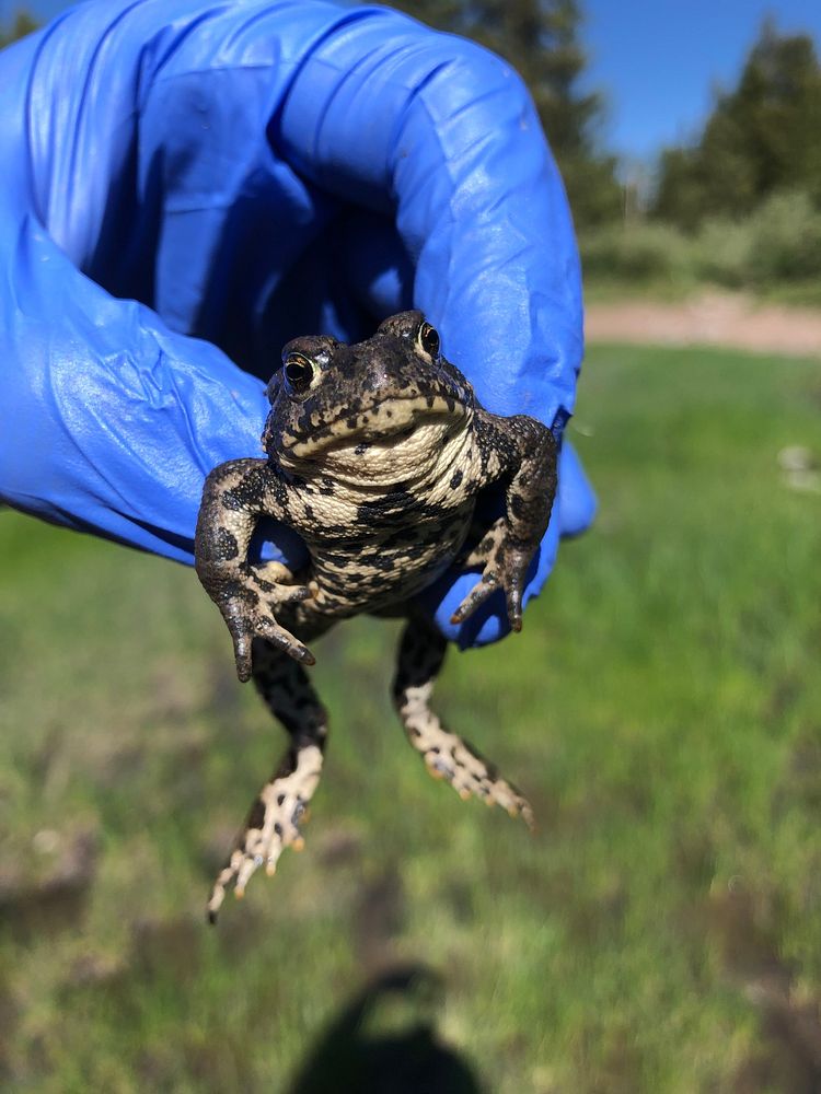 Boreal toad on the Fishlake National Forest.