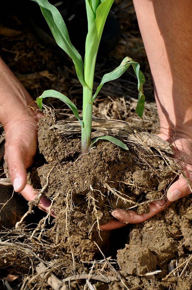 The roots of crops grown in Soil Health Management Systems are able to reach more deeply in the soil than crops grown in…