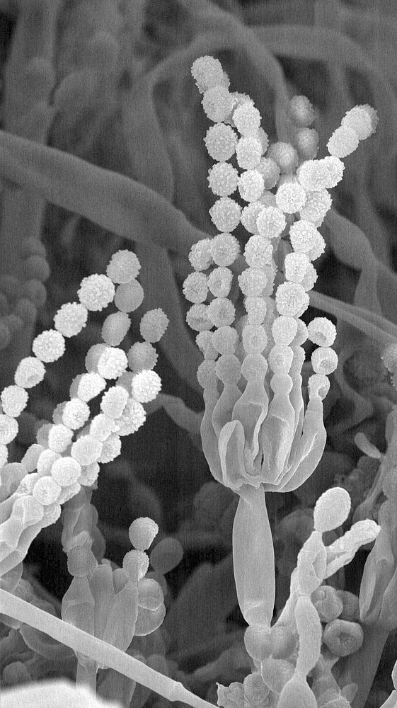 Each teaspoonful of health soil contains billions of soil microorganisms like the soil fungus seen here. Photo credit: USDA…