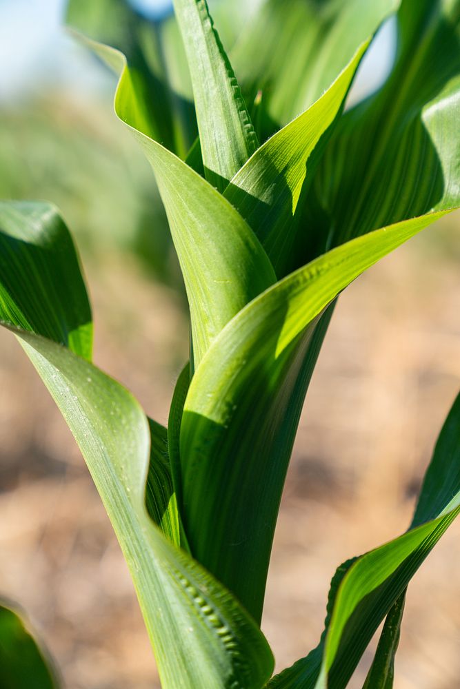 Corn plant, close up. 